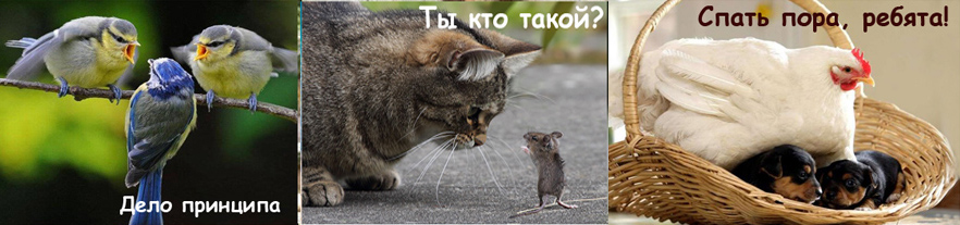 Детские сонеты о зверятах. Елена Толстенко
