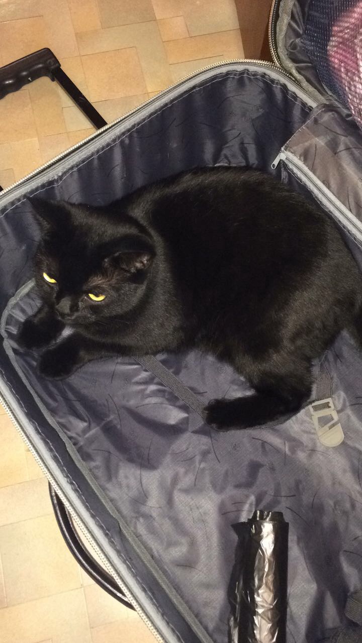 Из жизни одного кота