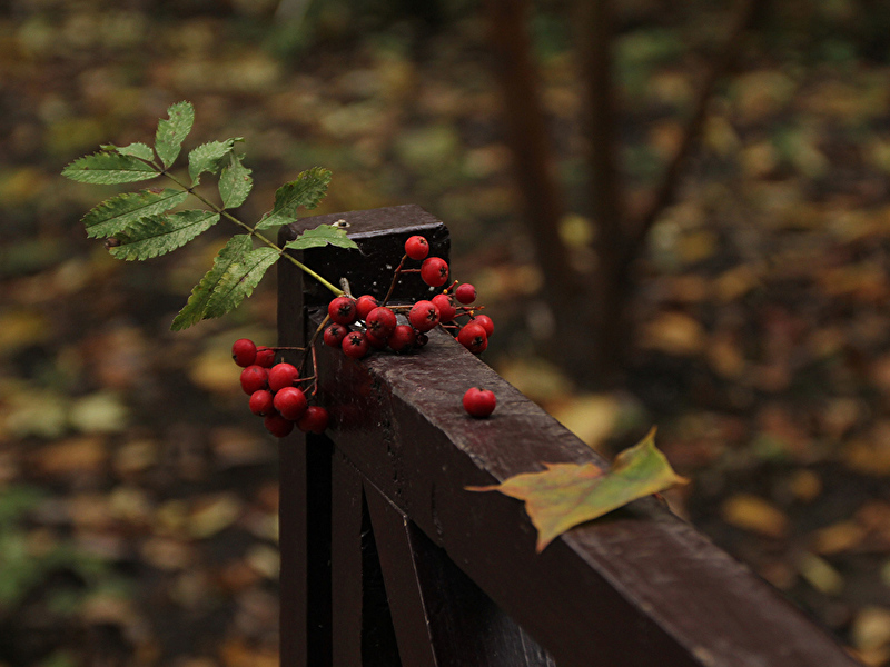 Скоро покраснеет рябина...