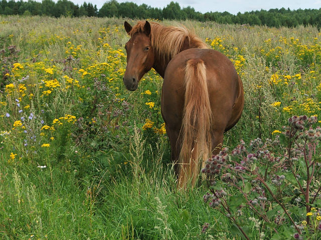 Я выбрана - савраскою!