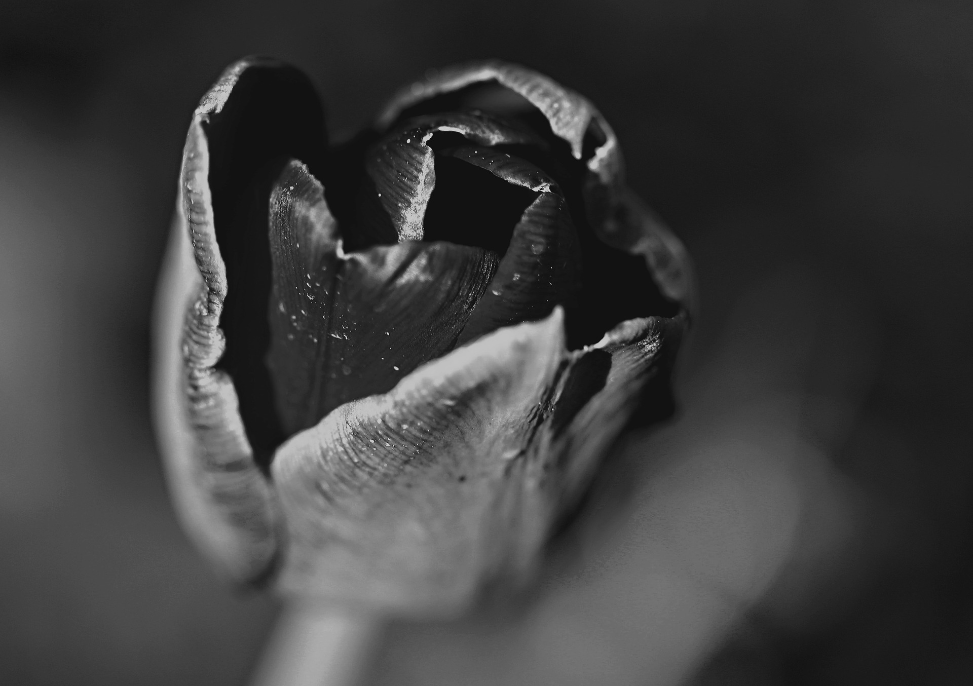 Про черный тюльпан. Черный тюльпан. Черный тюльпан цветок. Тюльпаны макро. Черный тюльпан Афган.