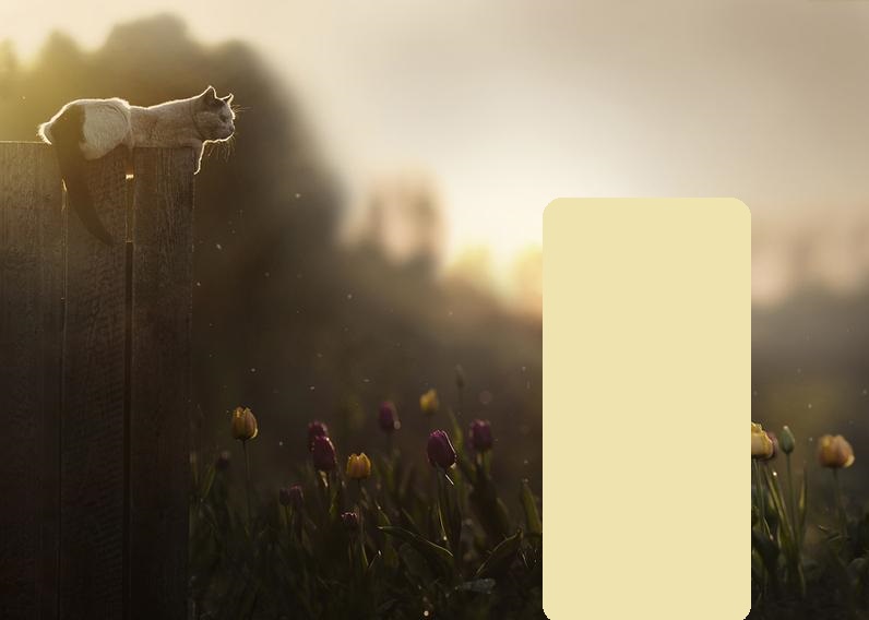 Думы кота. Вася и Борис. Воображения-22