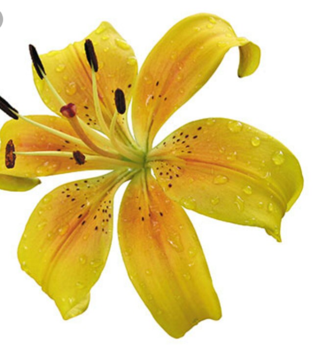 Распускаются лилии