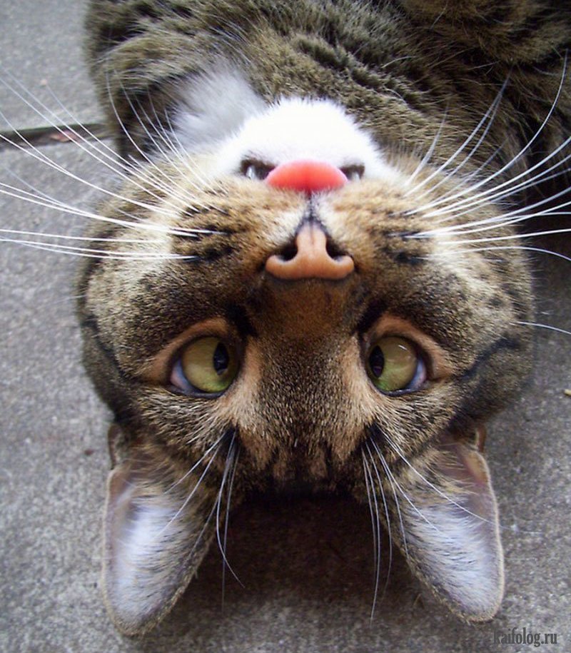 Смешные котяры