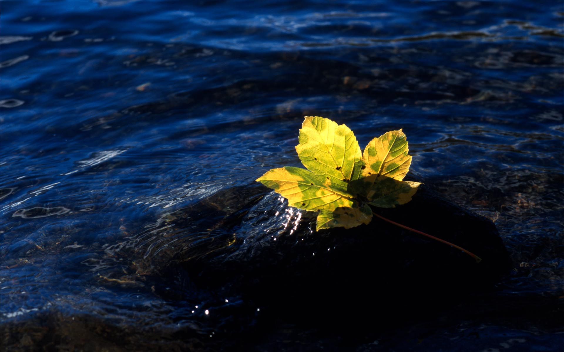 Падающие листья в воду. Листья на воде. Листок на воде. Листья в реке. Осенние листья на воде.