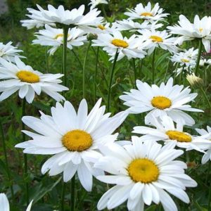 Лепестковый Гимн Любви