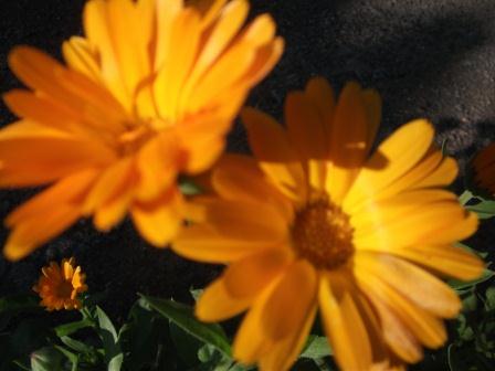 Ой, ой, не обманывают... Веселинка Стойкович