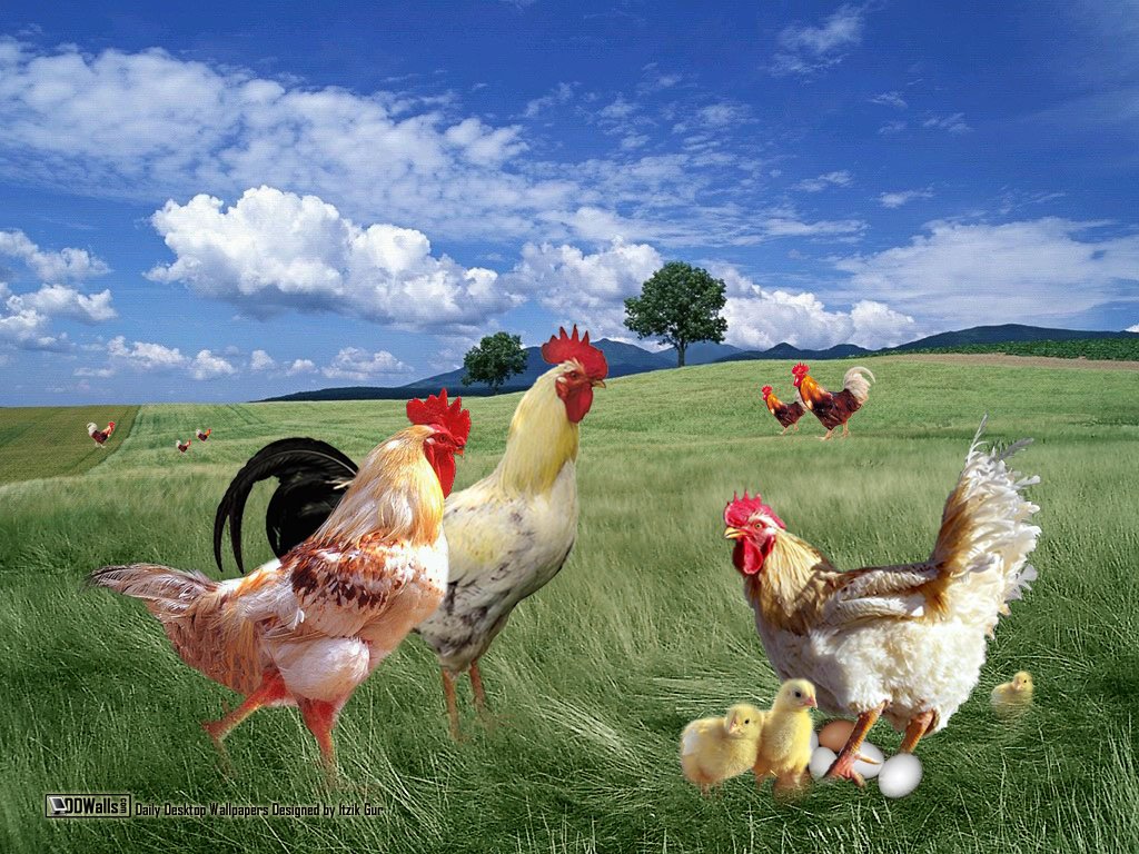 Гуси куры 5. Курица. Куры на природе. Курица и петух. Куры и цыплята.