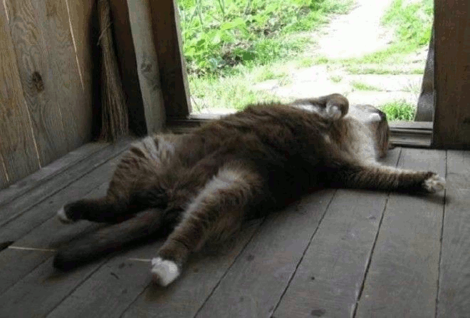 Хвостатый лорд