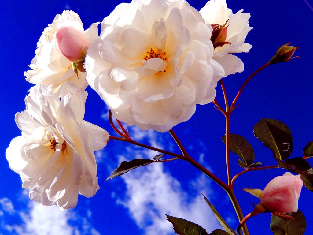 Неподаренные розы...