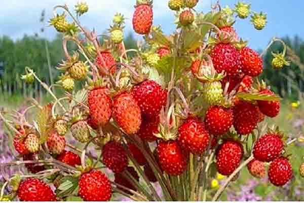 Тёплый мякиш булки хлеба