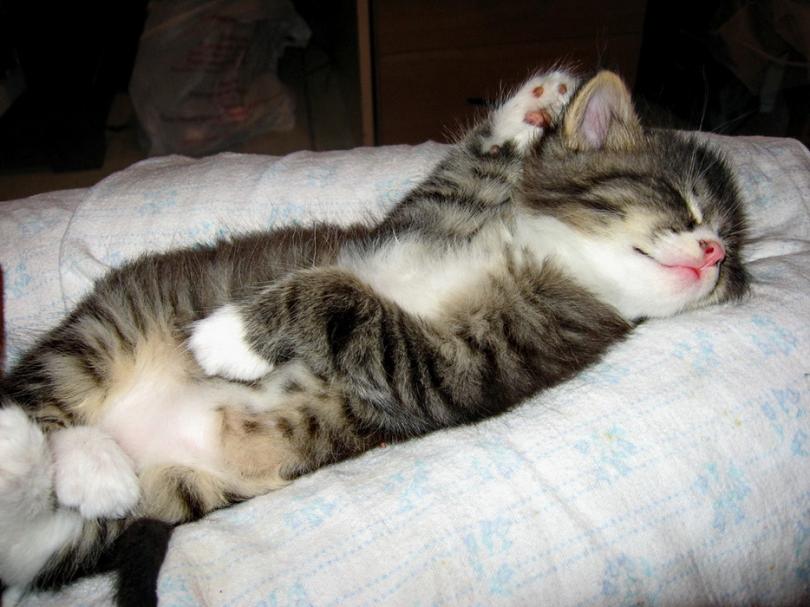 Спит котёнок