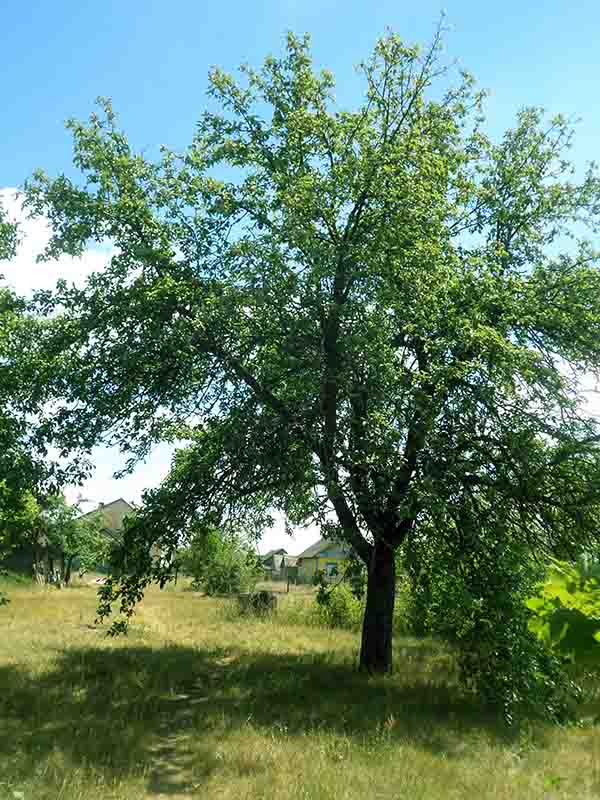 Я начев мынетысь!