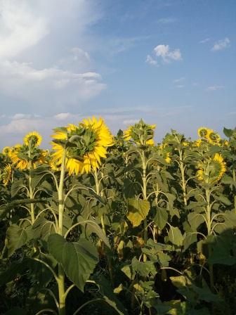 Середина лета