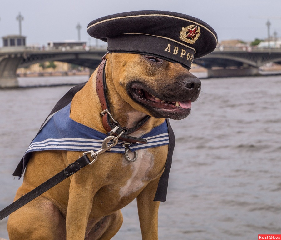 Солёный пёс. конкурс