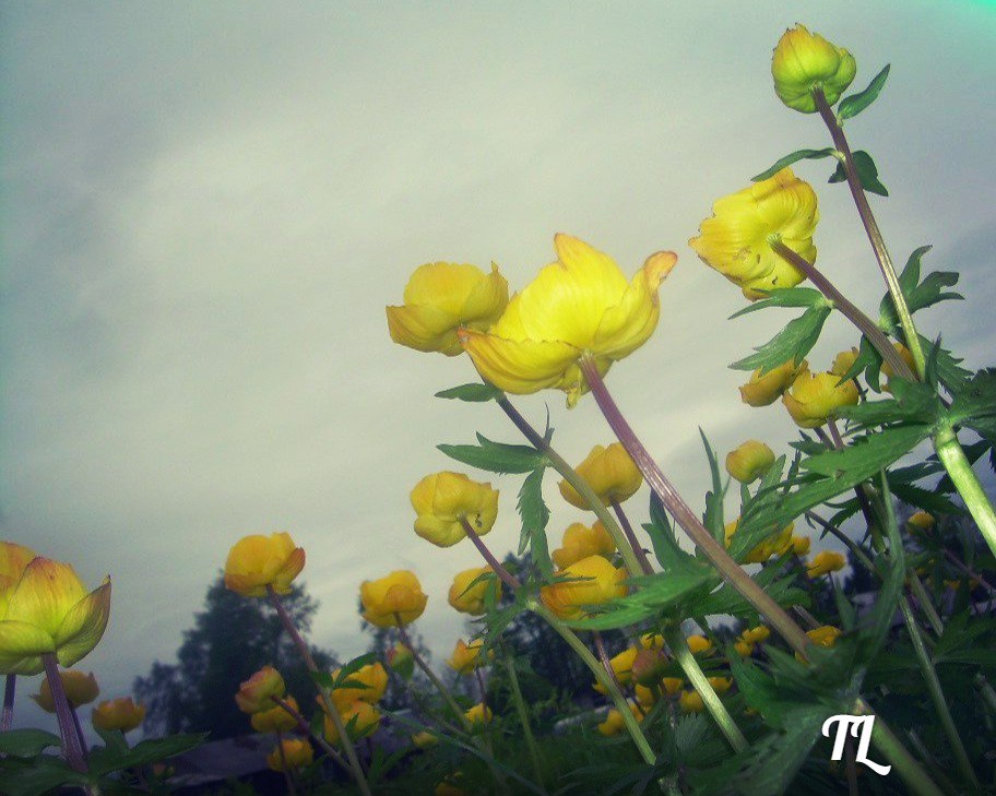 Летний дождь