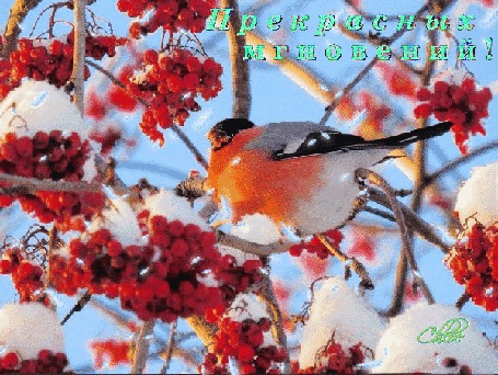 В моей руке рябины спелой гроздь