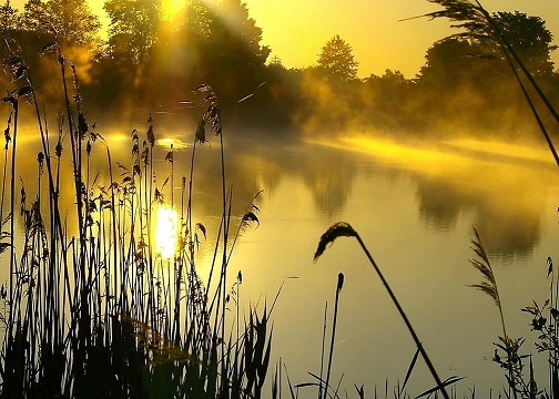 утро медовое...