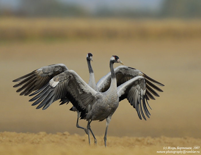 Родныя птушкi