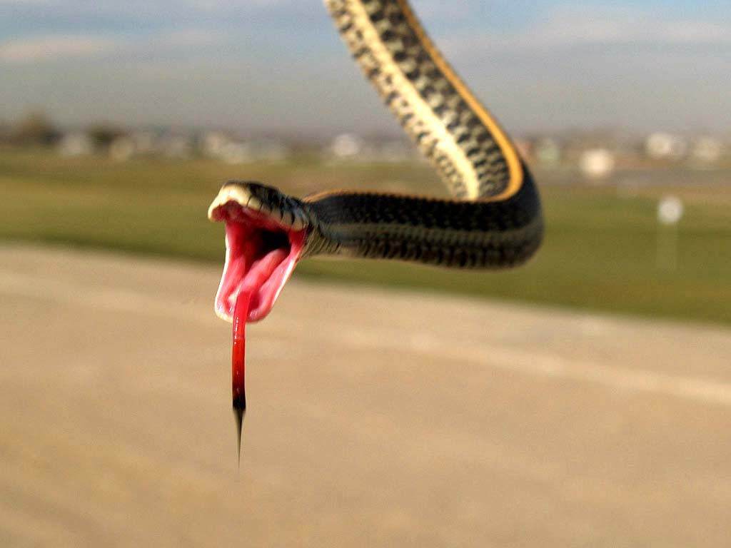 Нападение змей. Летающие змеи.