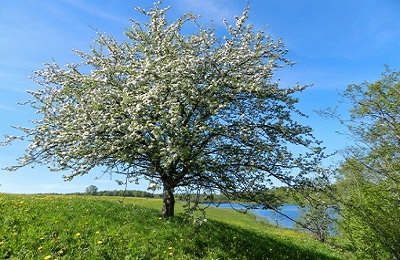 Дикая яблоня