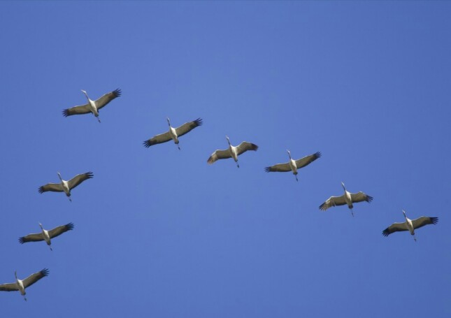 Нам бы крылья одни на двоих