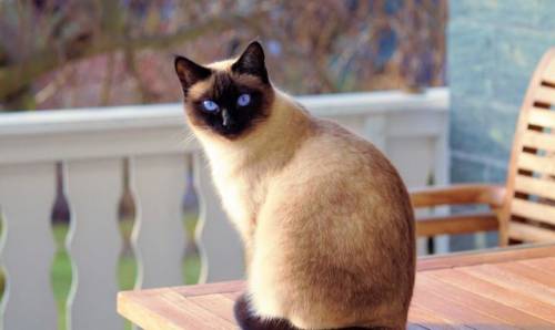 Любимый кот