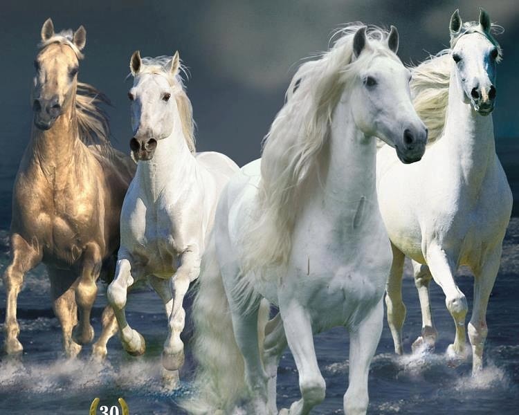 Кони - годы, кони - мысли...