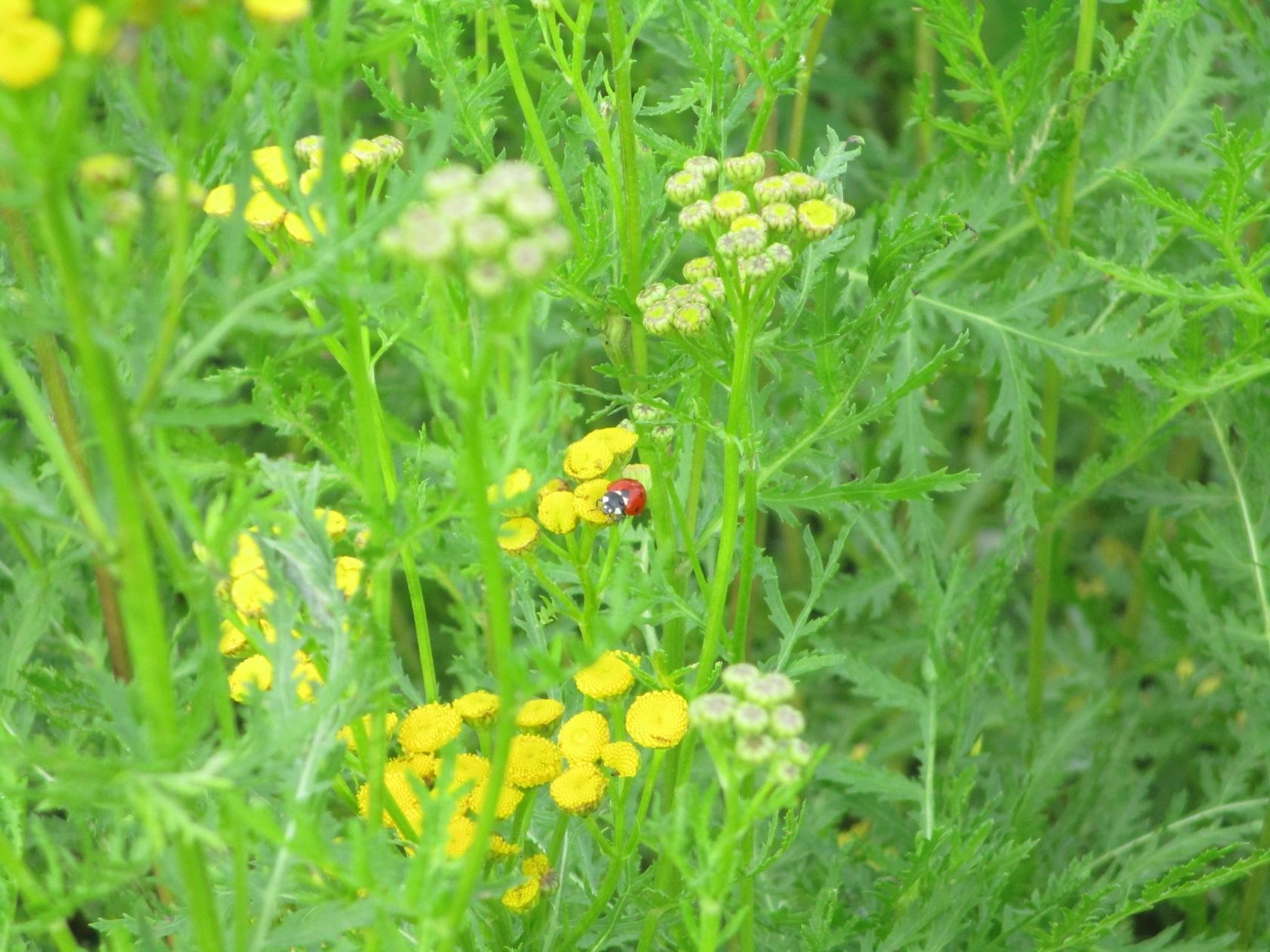 Натуралист