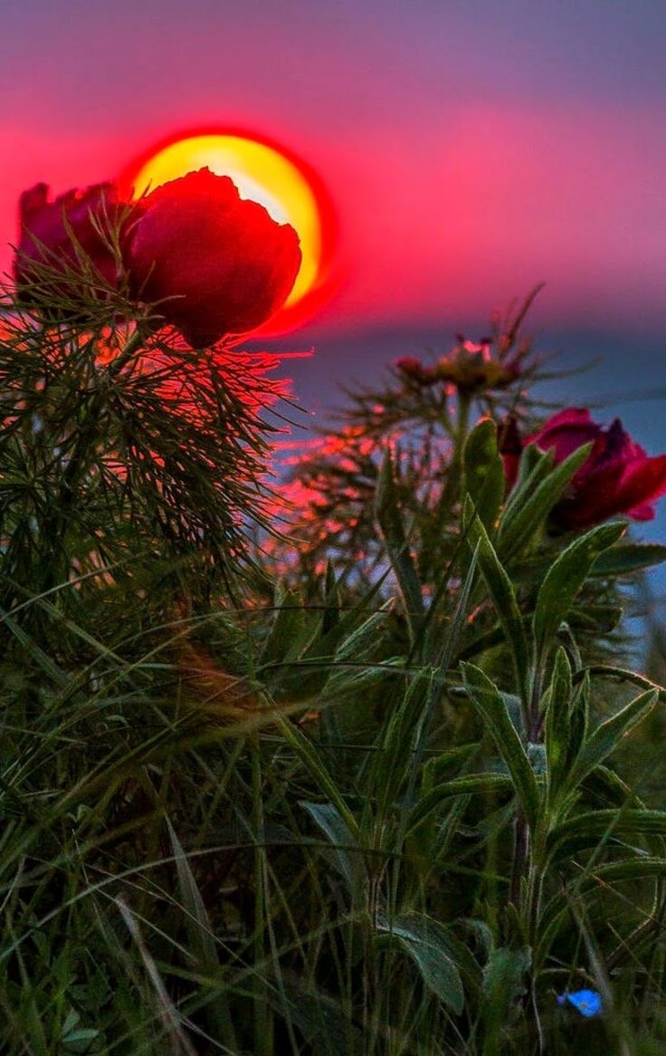 Солнце спряталось, стих ветер... (Раиса Дор) / Стихи.ру