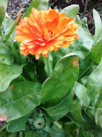 Из Веселинки Стойкович. Миниатюры 4