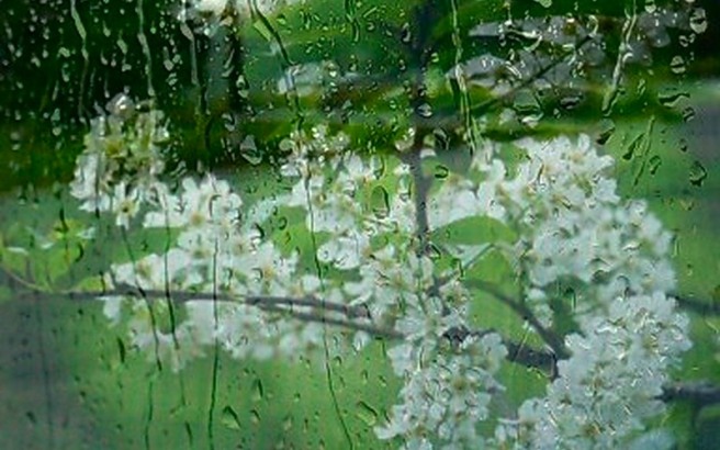 Шли дожди...