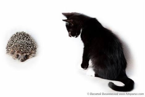 В поисках счастья