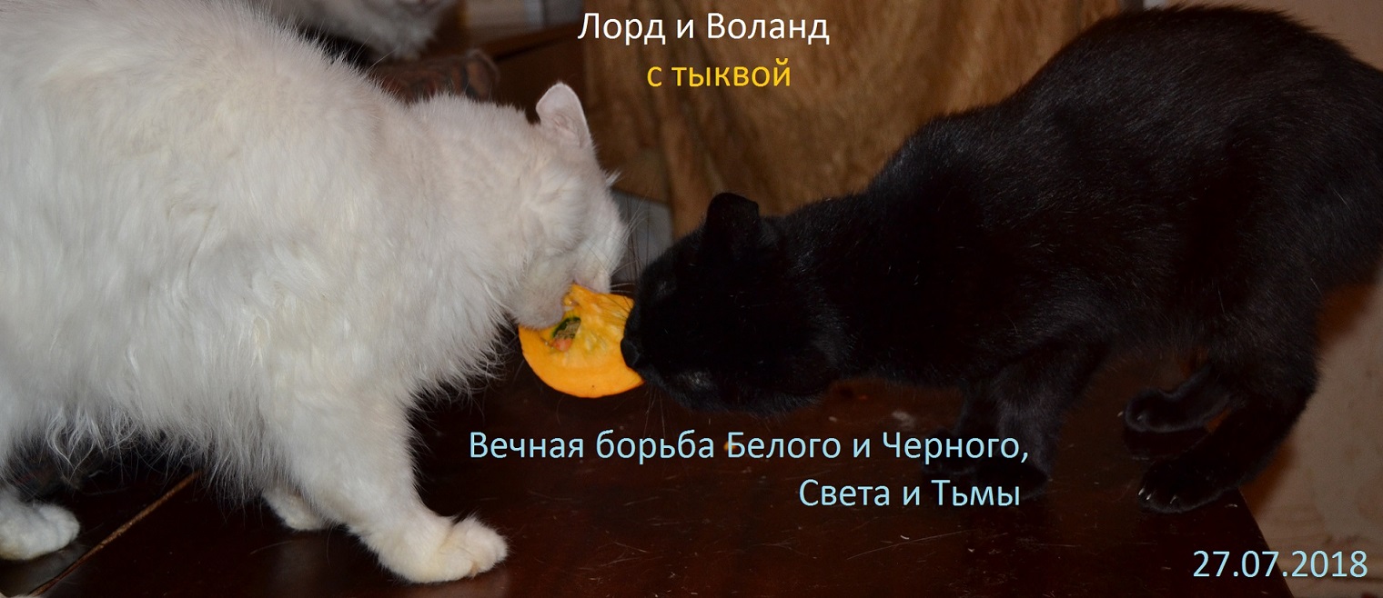фото-кото. вечная борьба Белого и Чёрного. с тыкво