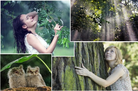 Под крышей леса