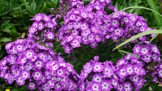 Густой и пряный запах флоксов...