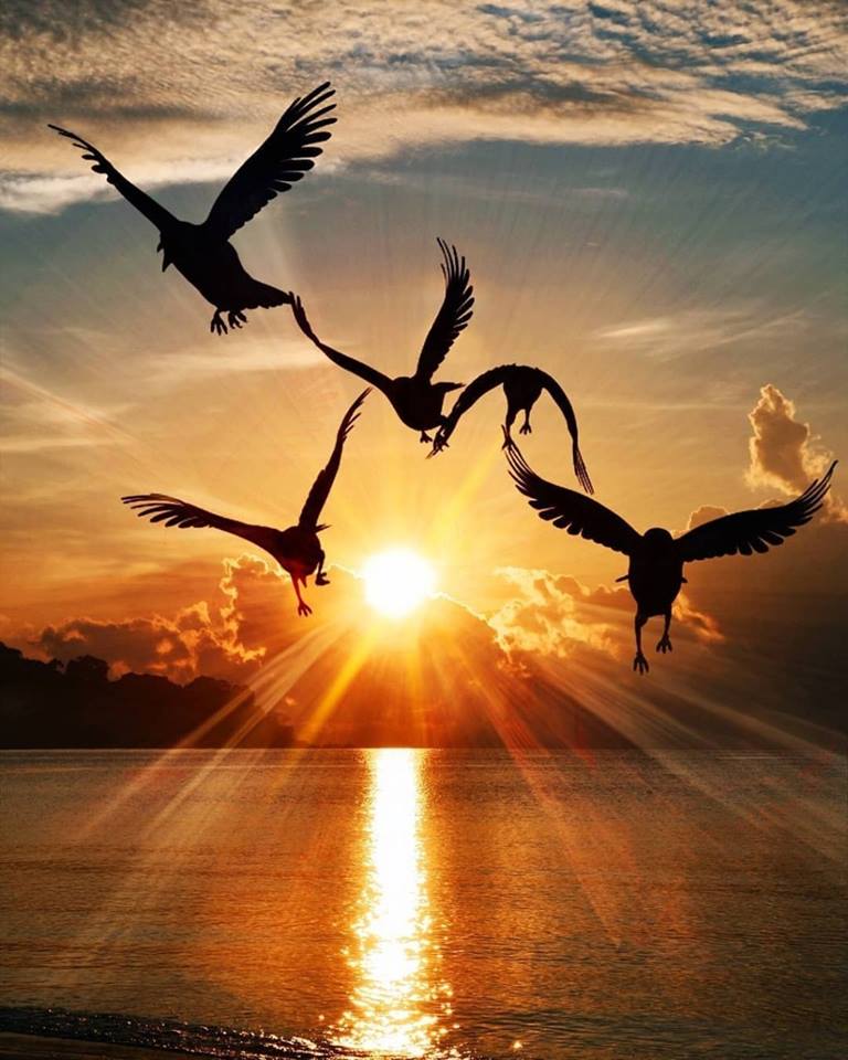 Синица в руках