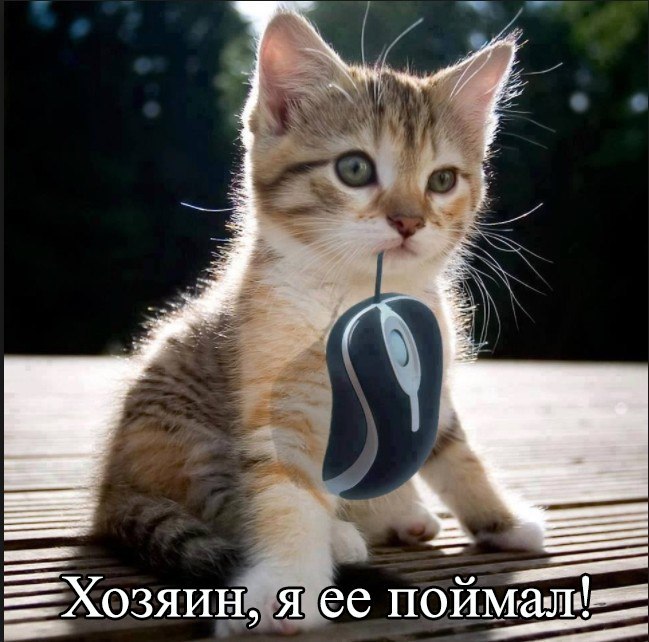 Кошки
