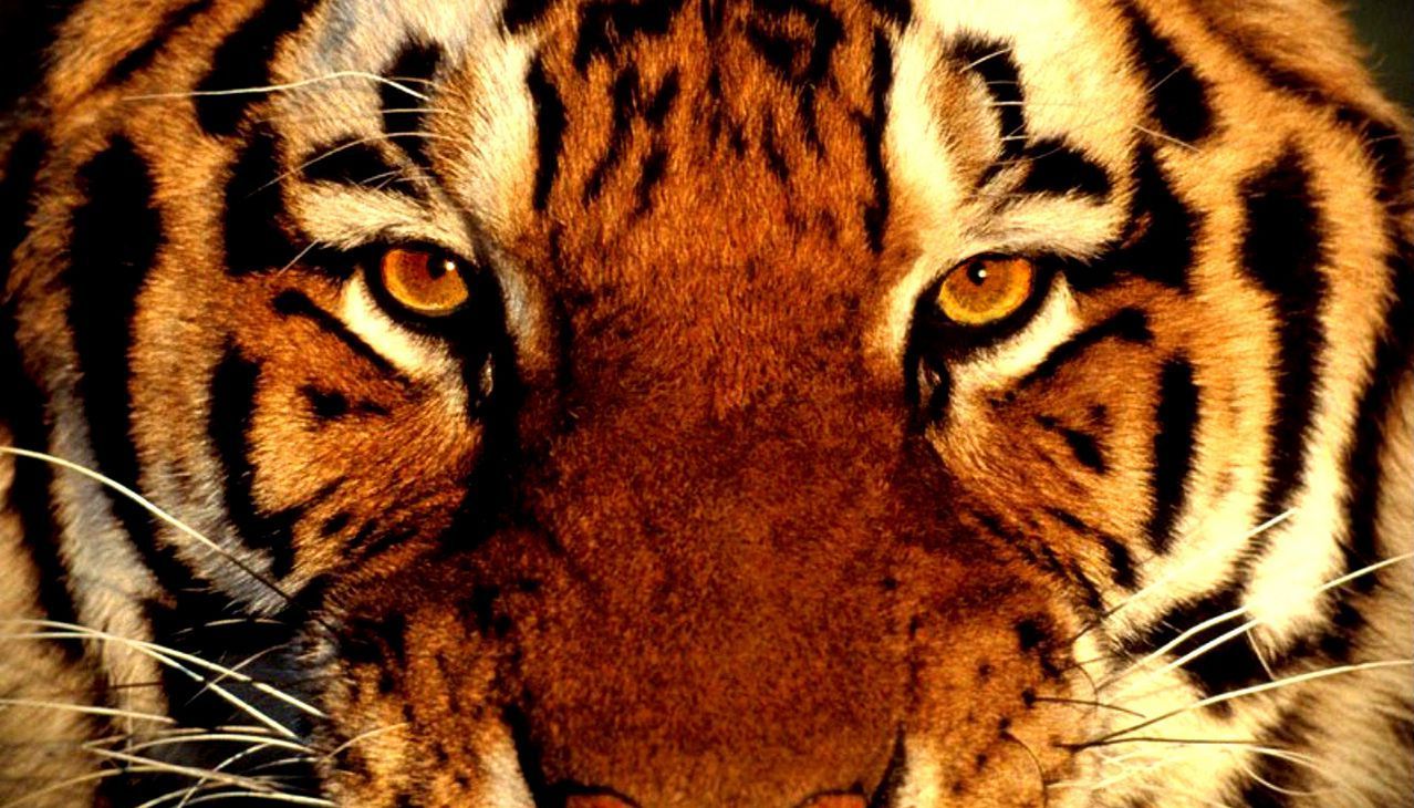 Басня о Тигре...