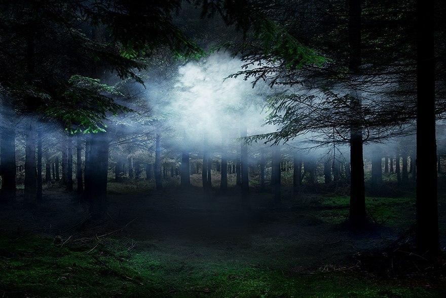Pin on Leisure & Travel Picture tree, Tree forest, Old trees
