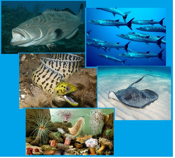 Обитатели моря