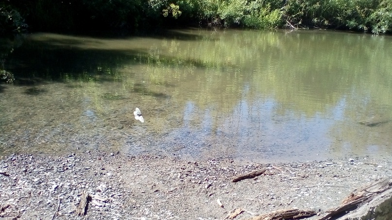 Жук В Муравейнике Купить Книгу