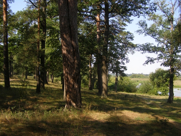 Козацька дiброва