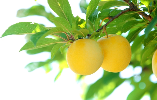 Падают жёлтые сливы