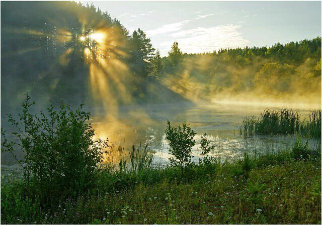 Много зеленого лета