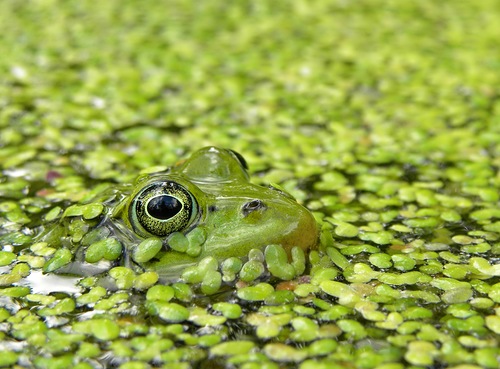 Жительница Изумрудного города