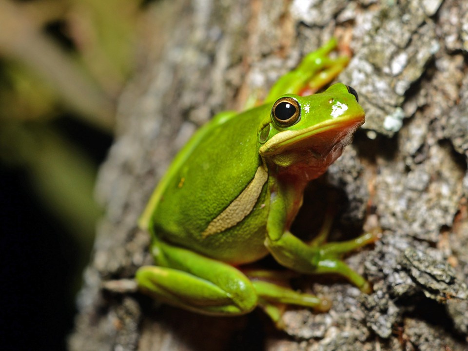 Заносчивая Лягушка Басня