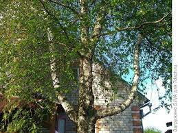 Белая берёзонька...