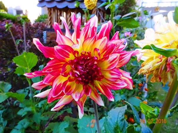 Георгины - звёздочки, на волшебной тросточке...