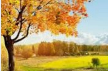 Вновь желтеет трава на полях